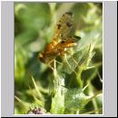 Xyphosia miliaria - Bohrfliege 09.jpg